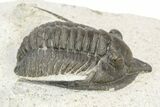 Diademaproetus Trilobite - Ofaten, Morocco #253696-2